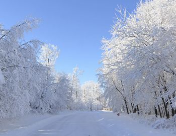 Snow Covered Trees