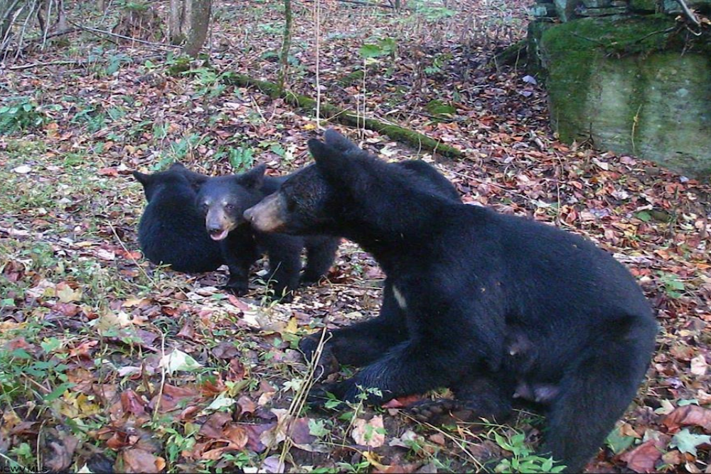 baby bears deep creek