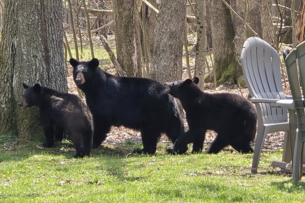 bears in deep creek